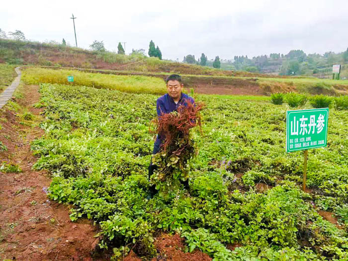 吕状文董事长考察正紫中药材示范基地(图3)